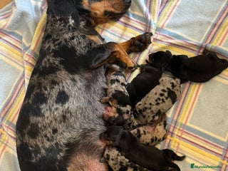 Teckel Miniatura perros - Anuncio 1