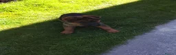 Pastor Alemán perros en venta: Cachorros de pastor alemán  - Anuncio 3