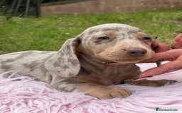 Teckel Miniatura perros en venta: TECKEL MINIATURA DISPONIBLES - Imagen 1