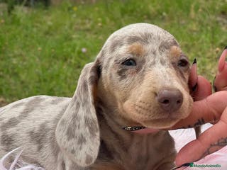 Teckel Miniatura perros TECKEL MINIATURA DISPONIBLES - Anuncio 30