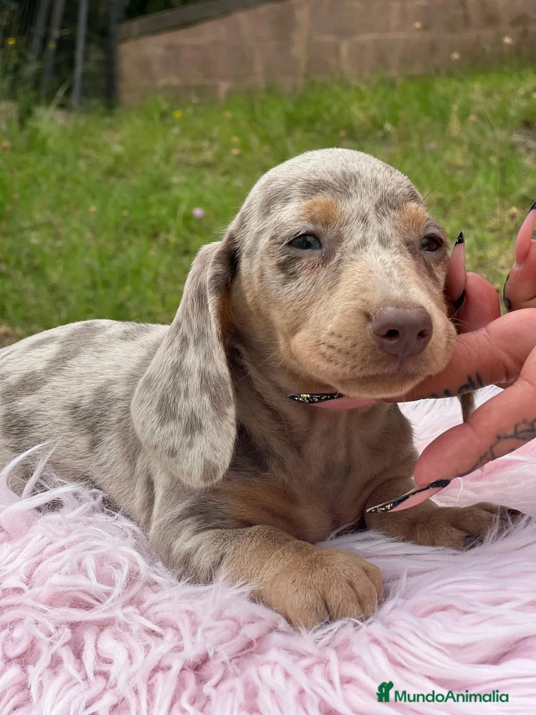 Teckel Miniatura perros en venta: TECKEL MINIATURA DISPONIBLES - Anuncio 1