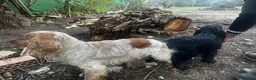 Cocker Spaniel Inglés perros en venta: Camada de Cocker Económica - Anuncio 9