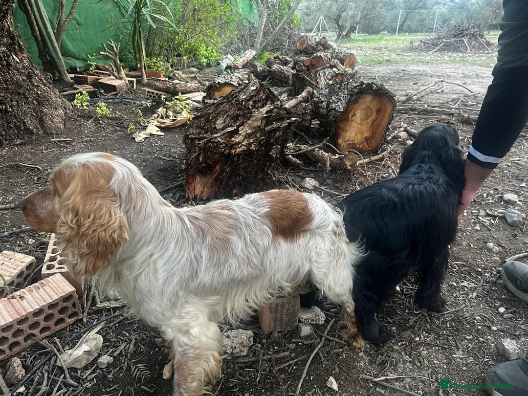 Cocker Spaniel Inglés perros en venta: Camada de Cocker Económica - Anuncio 9