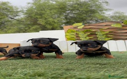 Pinscher Miniatura perros en venta: Pinscher - Imagen 6