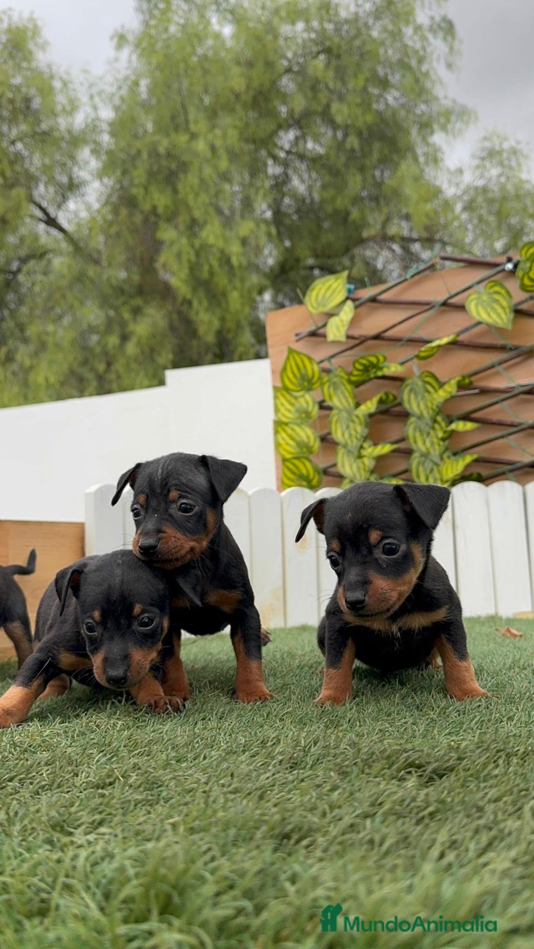 Pinscher Miniatura perros en venta: Pinscher - Imagen 6