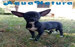 Chihuahua perros en venta:  Chihuahua Macho de Pam y Manchitas AQUANATURA - Imagen 1