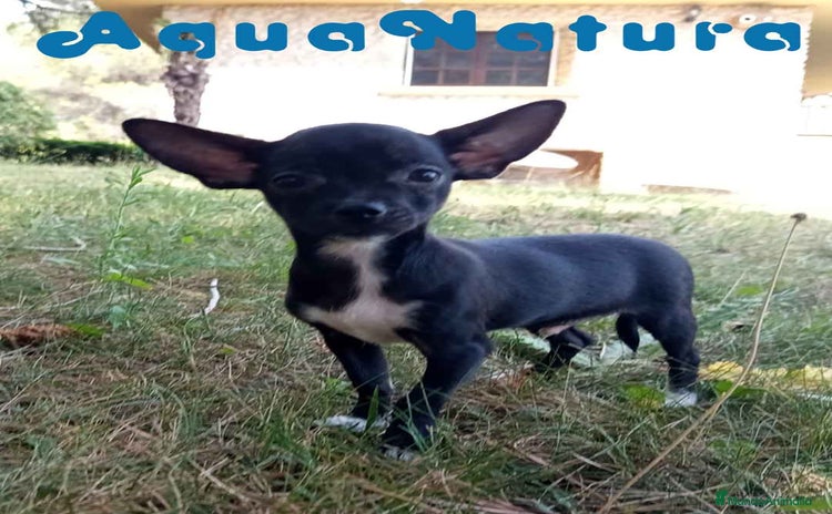 Chihuahua perros - Anuncio 4