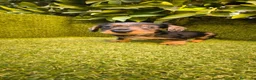 Teckel Miniatura perros en venta: camada teckel miniatura  pelo basto corto    - Anuncio 10