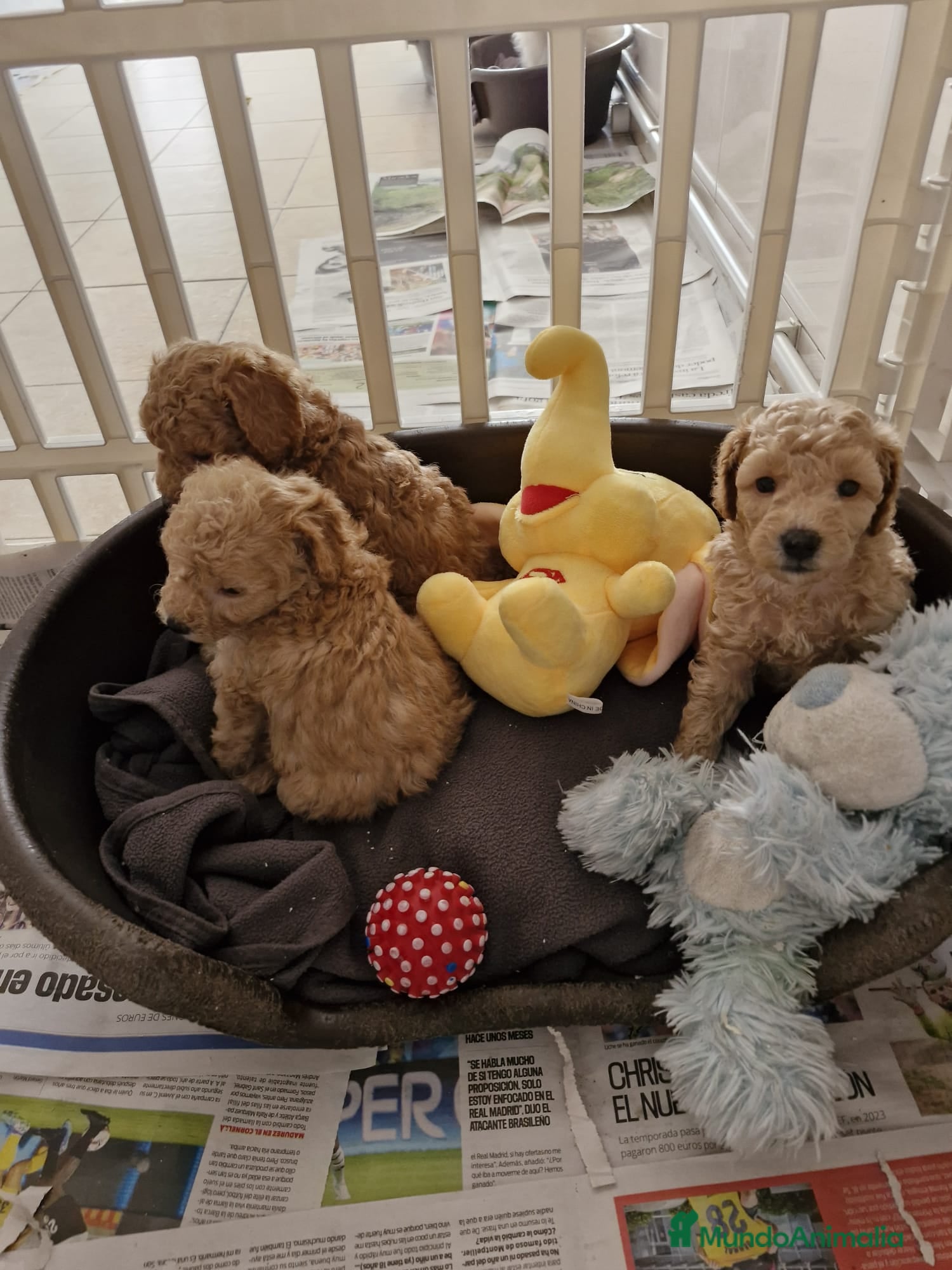 Caniche Toy perros Caniches preciosos  en Barcelona - Anuncio 9