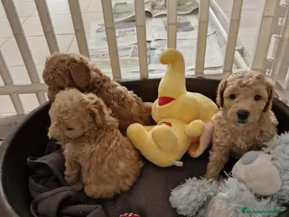 Caniche Toy perros Caniches preciosos en Barcelona - Anuncio 41