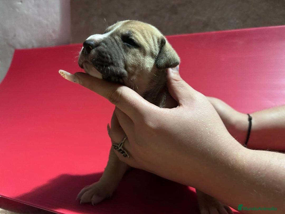 American Pit Bull Terrier perros en venta: camada American Pitbull Terrier  - Imagen 4