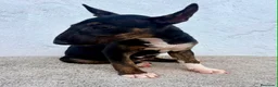 Bull Terrier Miniatura perros en venta: Bull terrier miniatura  - Anuncio 13