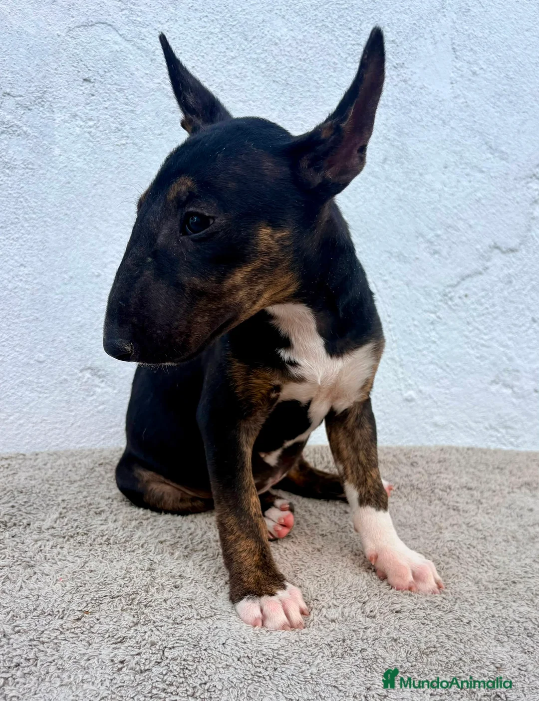 Bull Terrier Miniatura perros en venta: Bull terrier miniatura  - Anuncio 13