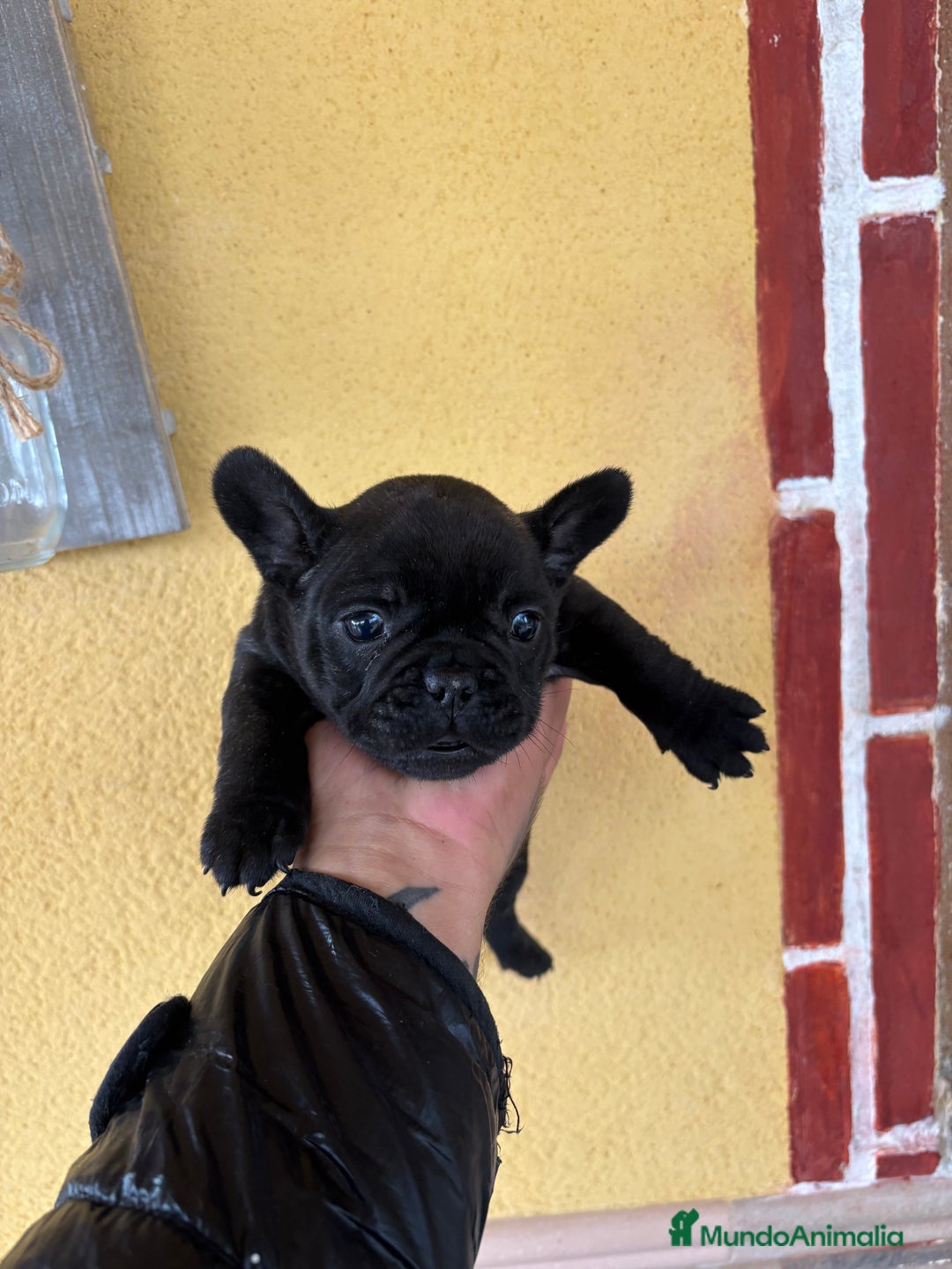 Bulldog Francés perros en venta: Cachorros de bulldog  - Anuncio 4