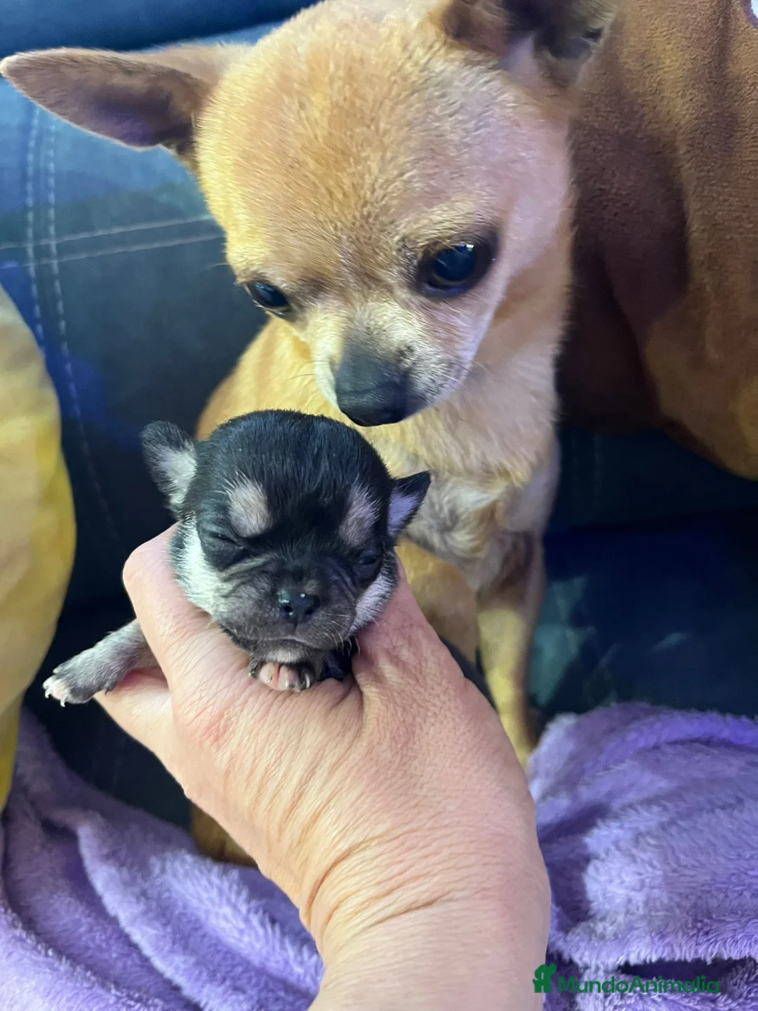 Chihuahua perros en venta: chihuahuas toys en Barcelona - Anuncio 4