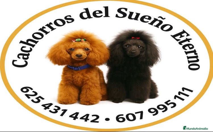 Shiba Inu perros Shiba inu - Anuncio 2