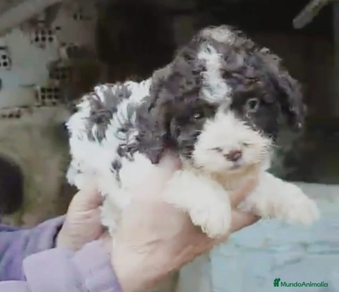 Perro de Agua Español perros en venta: Perro de agua  - Anuncio 5