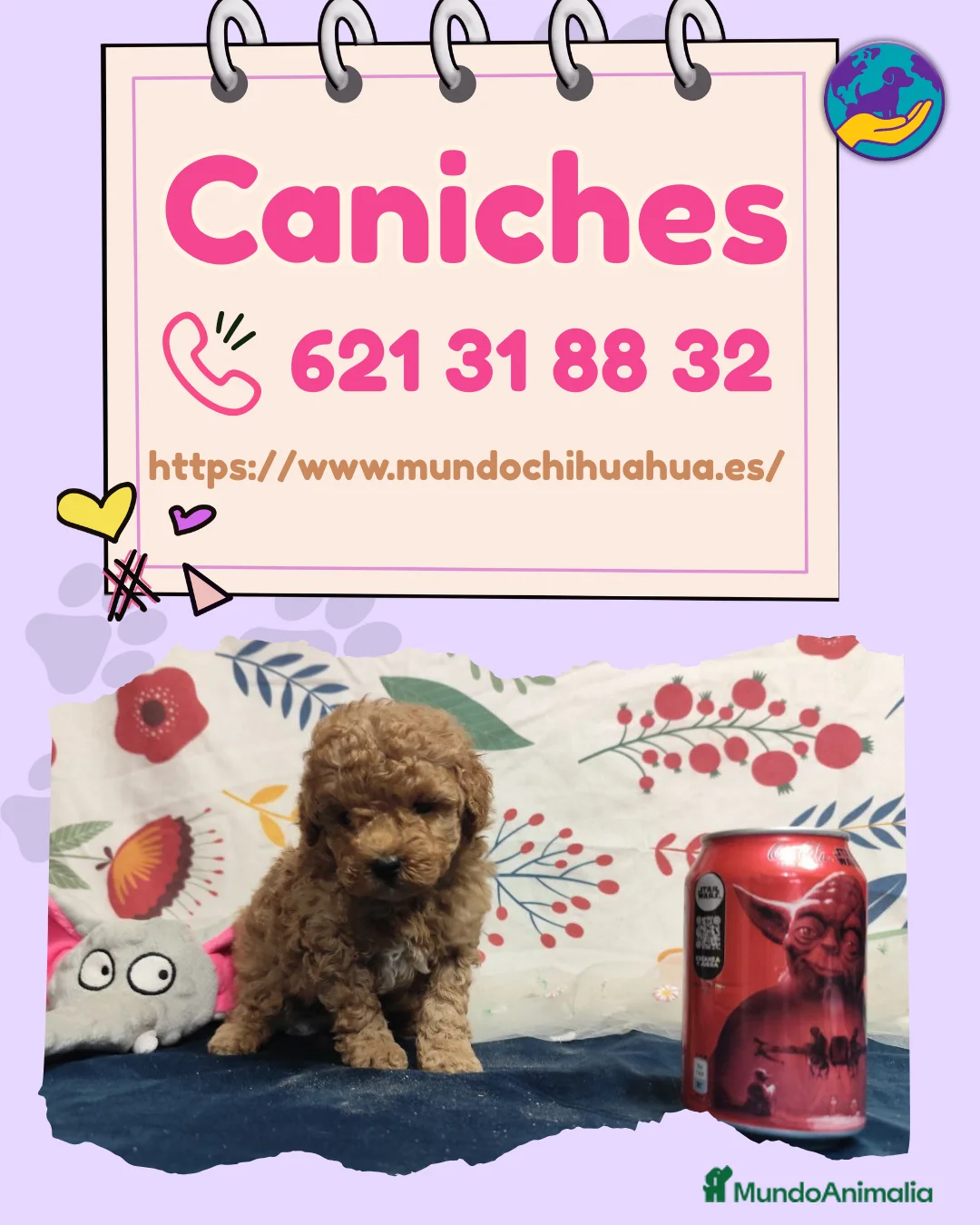 Caniche Enano perros en venta: Caniches enanos auténticos 🐩🎀 - Anuncio 1