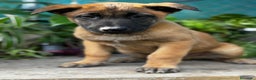 Pastor Belga Malinois perros en venta: Pastor Belga Malinois - Anuncio 12