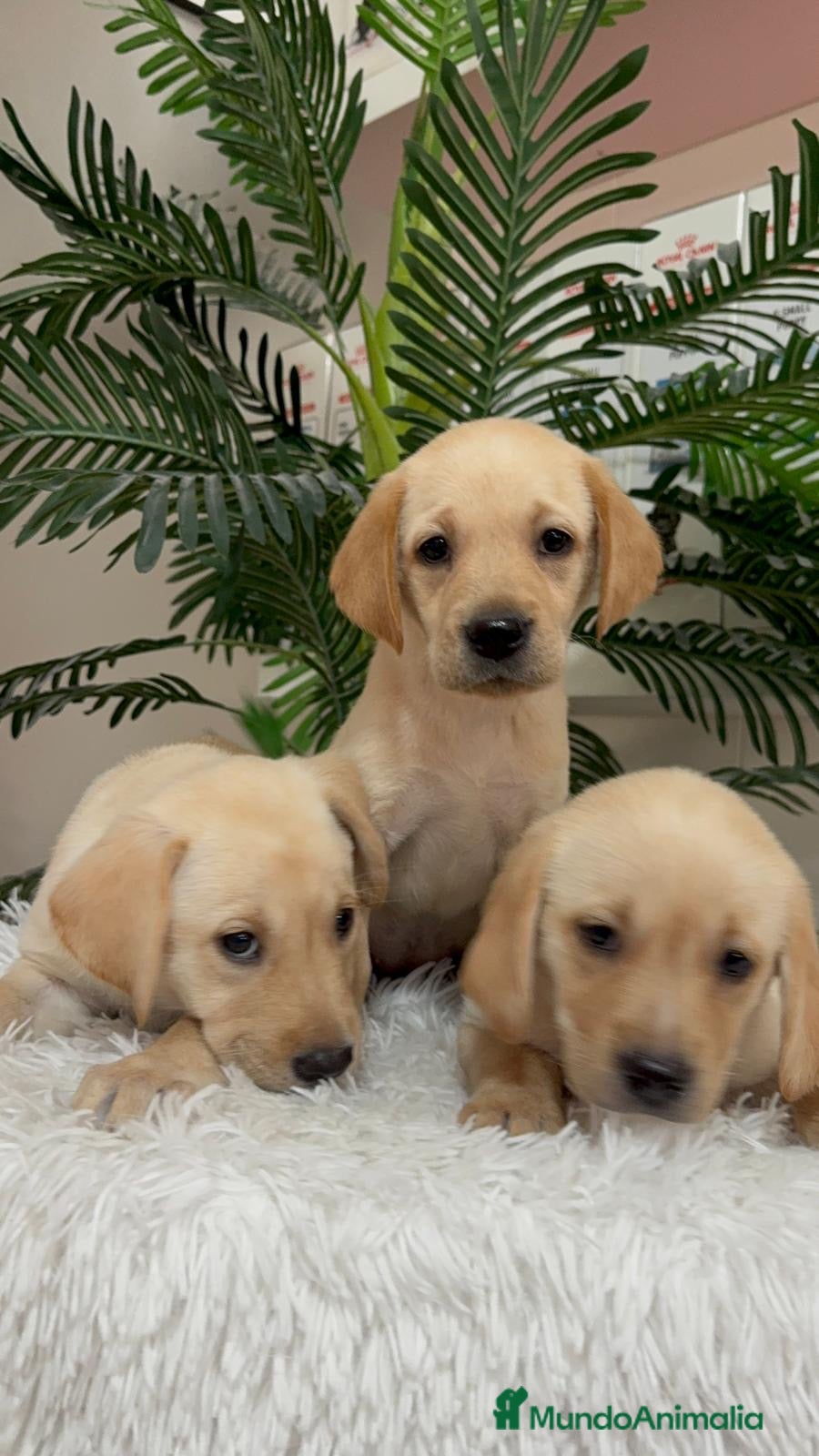 Labrador Retriever perros LABRADOR RETIREVER - Anuncio 1