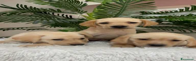 Labrador Retriever 3