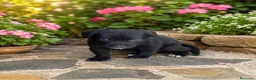Raza Mixta perros en venta: OPORTUNIDAD. PRECIOSAS HEMBRAS(leer anuncio ) - Anuncio 2