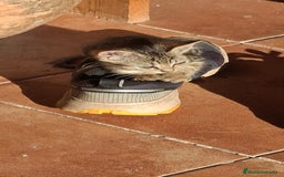 Europeo de Pelo Corto gatos en venta: Gatito europeo atigrado - Imagen 2