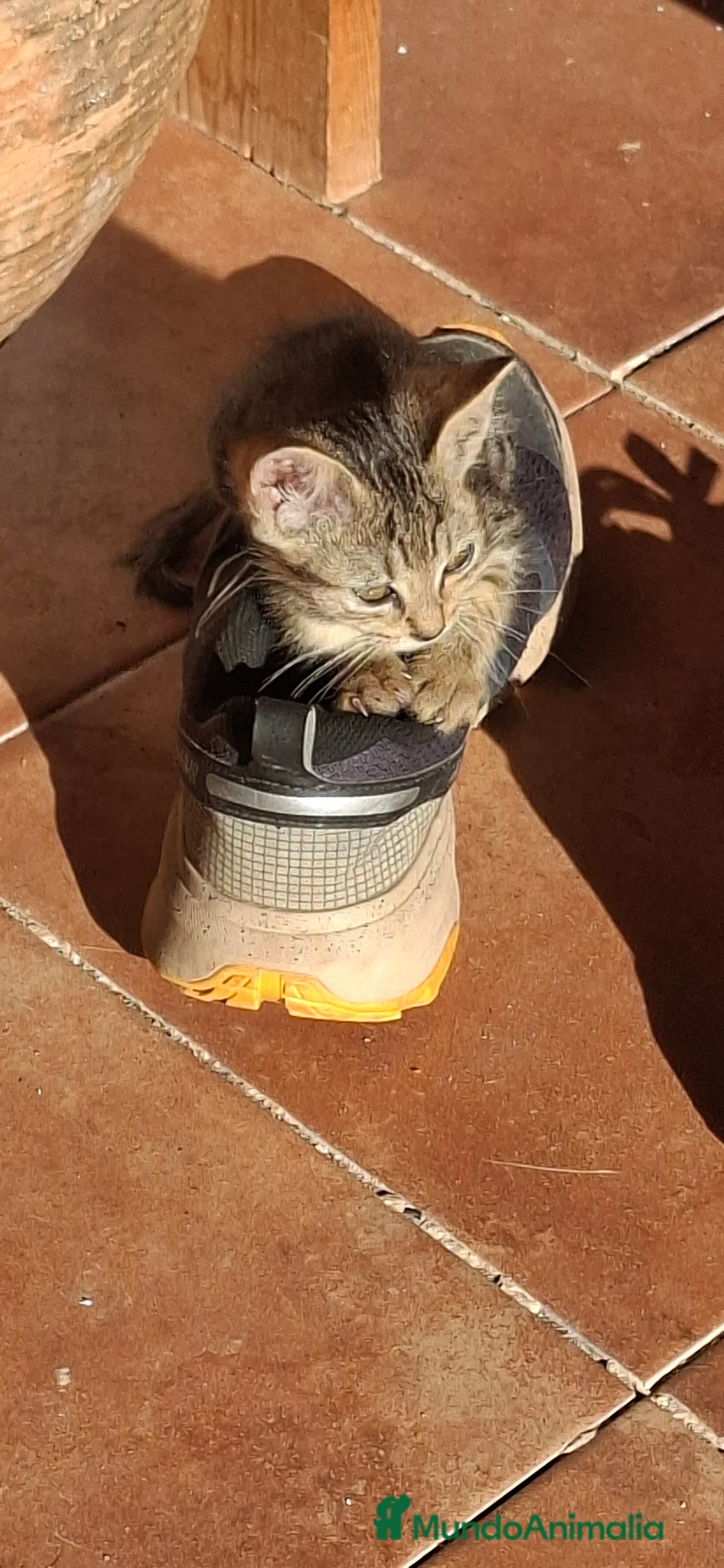 Europeo de Pelo Corto gatos en venta: Gatito europeo atigrado - Anuncio 2