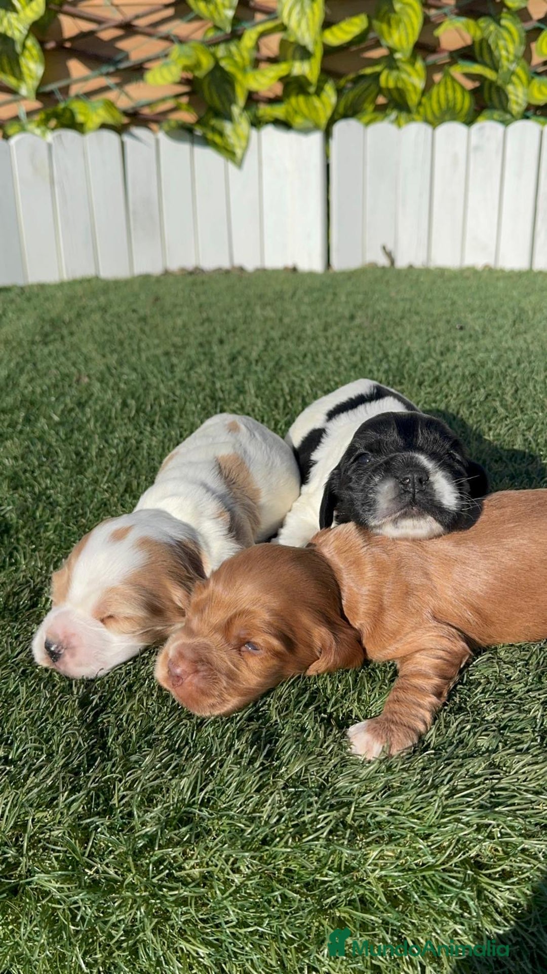 Cocker Spaniel Inglés perros en venta: COCKER SPANIEL INGLES - Anuncio 8