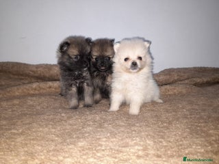 Pomerania perros en Badajoz - Anuncio 38
