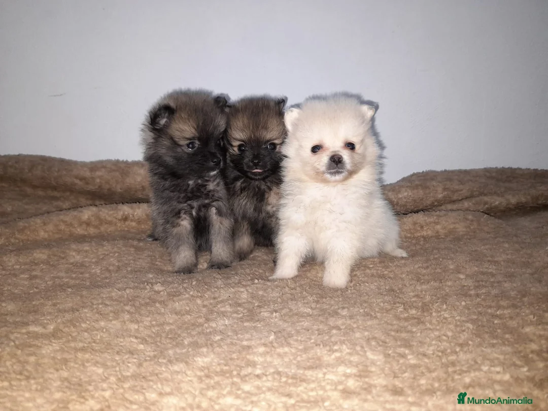 Pomerania perros en venta: Pomerania de Lulú en Badajoz - Anuncio 1