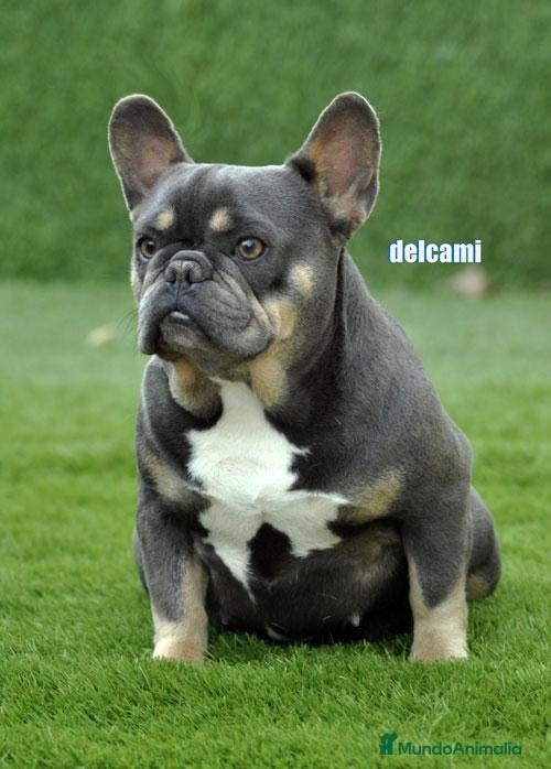 Bulldog Francés perros bulldog frances pirata - Anuncio 1