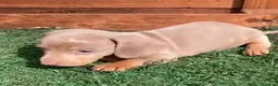 Teckel Miniatura perros en venta: Teckel  - Anuncio 4