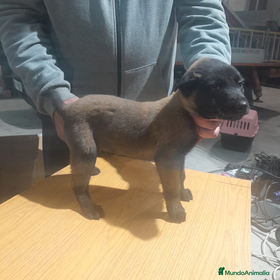 Pastor Belga Malinois perros en venta: PASTOR BELGA MALINOIS - Anuncio 4