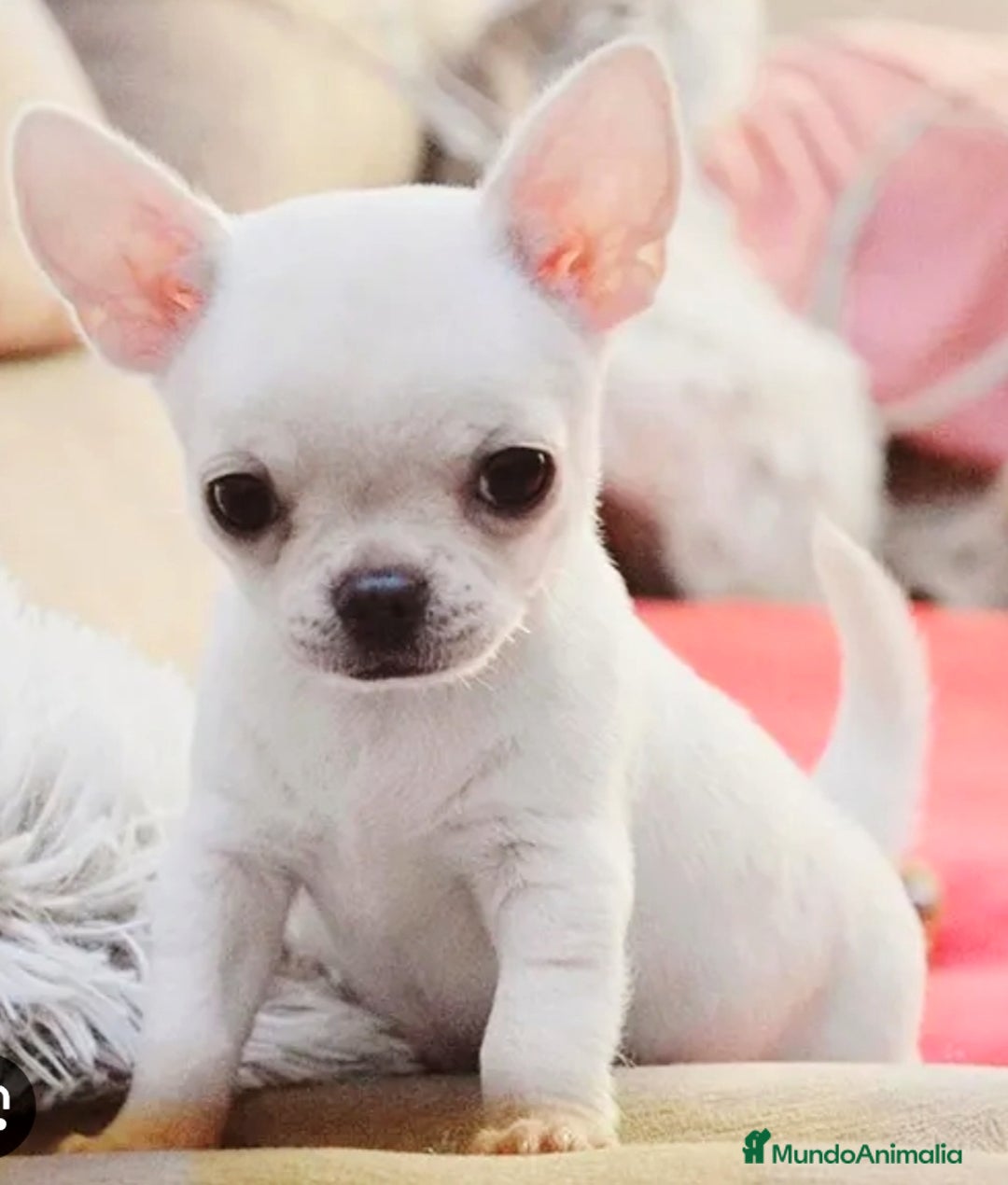 Chihuahua perros en venta: Chihuahua toy  - Imagen 2