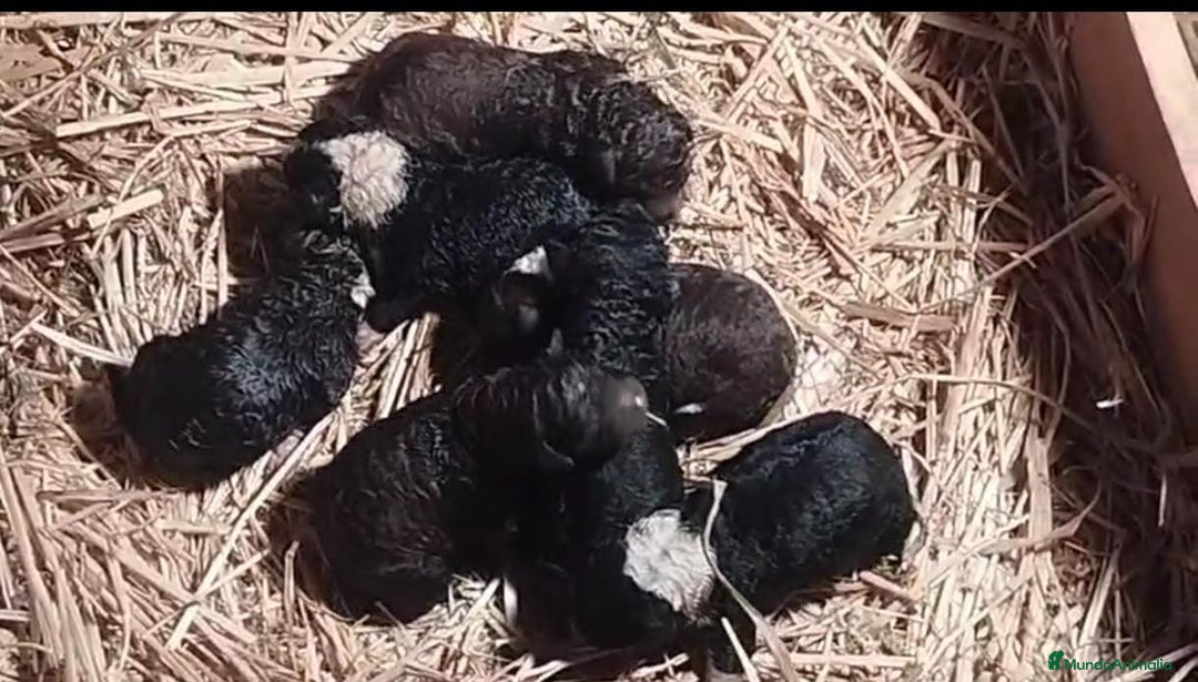 Perro de Agua Español perros en venta: Perros de agua  - Anuncio 4