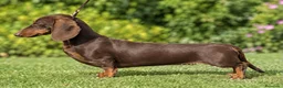 Teckel Miniatura perros en venta: Teckel arlequín chocolate - Anuncio 1