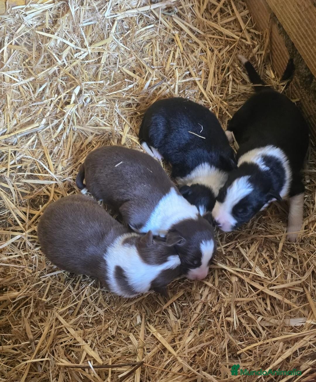 Border Collie perros en venta: Border collie  - Anuncio 7