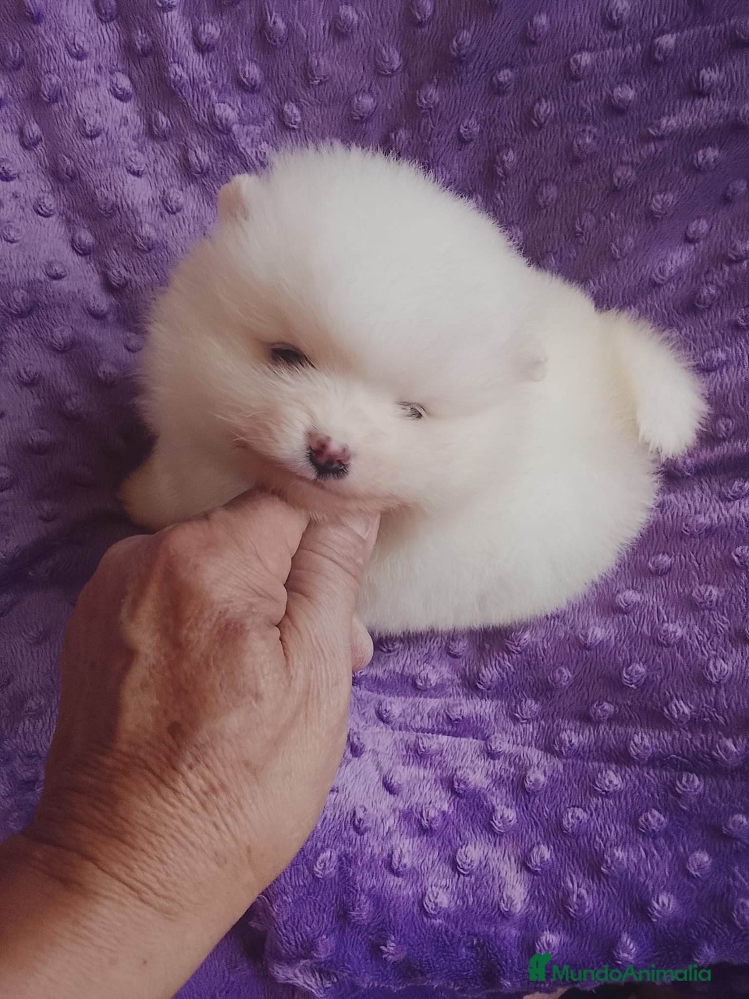 Pomerania perros Pomerania  - Anuncio 8