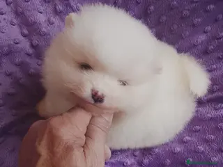 Pomerania perros Pomerania - Anuncio 8