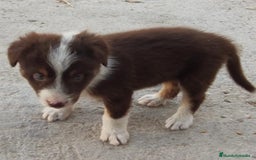 Border Collie perros en venta: BORDER COLLIE - Imagen 5