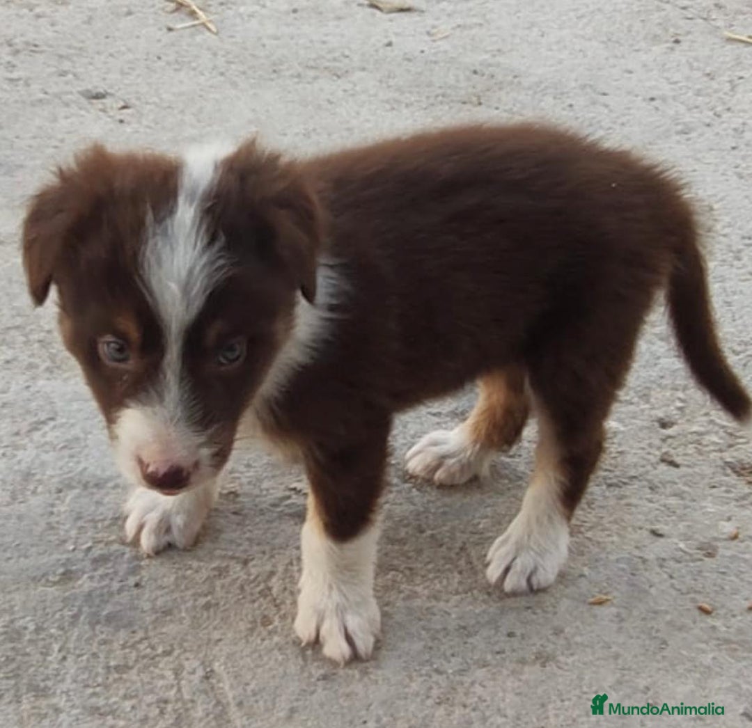 Border Collie perros en venta: BORDER COLLIE - Imagen 5