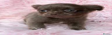 Chihuahua 4