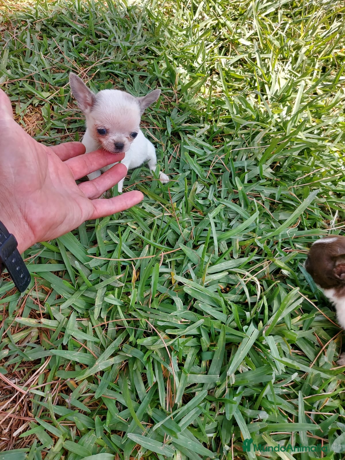 Chihuahua perros en venta: PRECIOSOS CHIHUAHUA RUSO Y ASIÁTICO - Anuncio 2