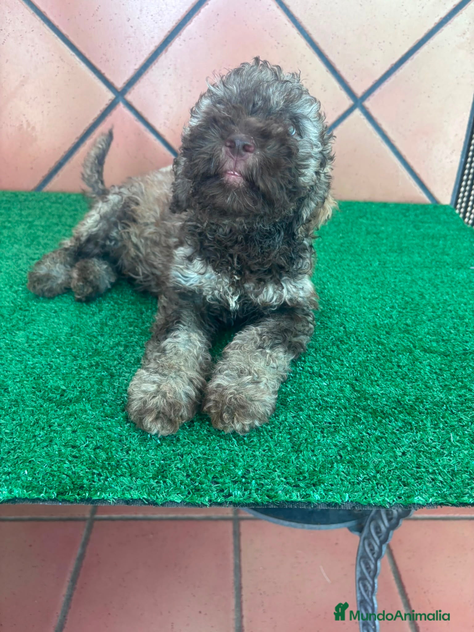 Perro de Agua Español perros Perro de agua Español  - Anuncio 3
