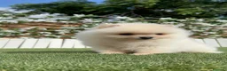 Pomerania perros en venta: CAMADA POMERANIAS BLANCOS  - Anuncio 31