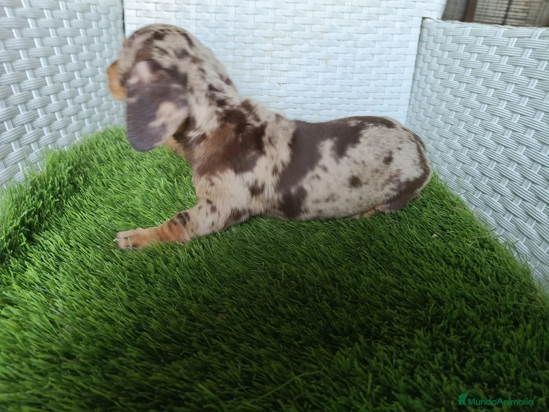 Teckel Miniatura perros en venta: Teckel mini 2 últimas hembras!! - Anuncio 7
