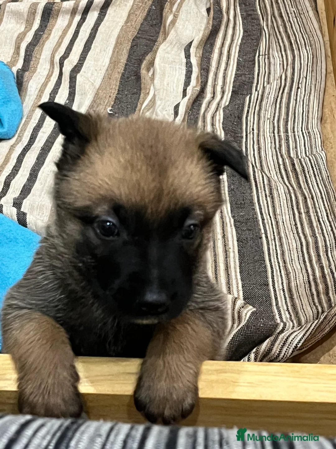 Pastor Belga Malinois perros en venta: Pastor belga malinois  - Anuncio 2