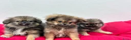 Pekinés perros en venta: Pekinés - Anuncio 4