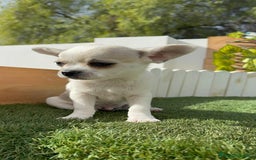 Chihuahua perros en venta: CHIHUAHUA MACHO - Imagen 10